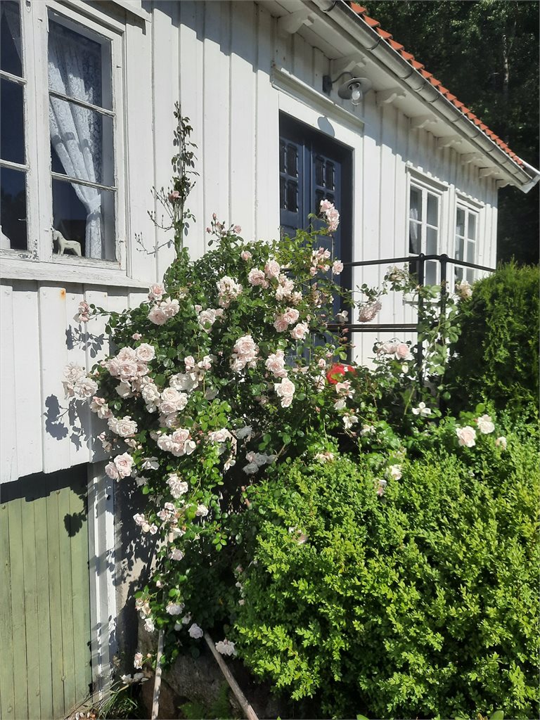 Rosebusker og hyggelig beplantning ved inngangspartiet